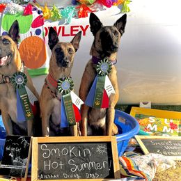 Belgian Malinois Puppies from Ak Hell Hounds