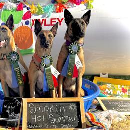 Belgian Malinois Puppies from Ak Hell Hounds
