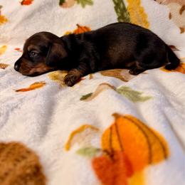 Liberty - Wild boar female Dachshund puppy in Nampa, Idaho from 208 Wiener Wiggle Butts LLC