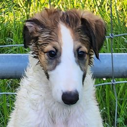 Puppy 5r - Red female Borzoi puppy in Aiken County, South Carolina from Nirvanah Borzoi