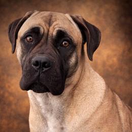Juno - Cane Corso