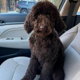 Daisy - Poodle