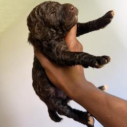 Red - Brown female Poodle puppy in Atlanta, Georgia from Syren House Doodles & Poodles