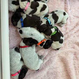 German Shorthaired Pointer Puppies from GIBSONS GSP'S
