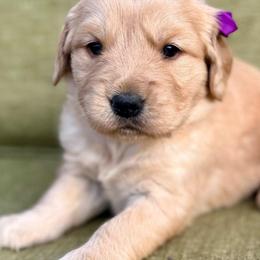 Breckenridge- purple collar - Golden female Golden Retriever puppy in Colorado Springs, Colorado from Mercy Mountain Bernedoodles