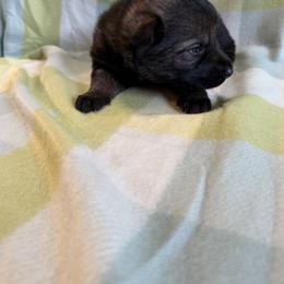 A1-7 Sable Boy - Sable male German Shepherd puppy in Lincoln, California from Valor-K9s