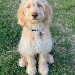 Goldendoodle All Grown Up from Twilight Doodles