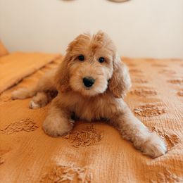 Moana - Goldendoodle