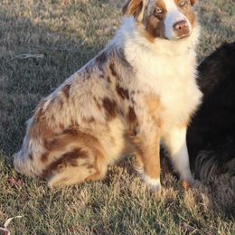Rowe - Australian Shepherd