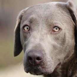 Dilute Retrievers from Hickory Hills Silver Labs