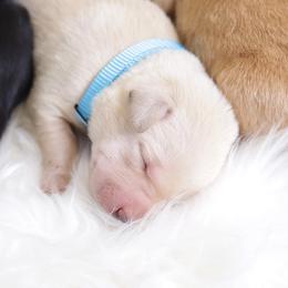 Labrador Retriever Puppies from AGL Retrievers