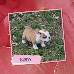 Birdie - Red brindle and white female Bulldog puppy in Missoula, Montana from Dazzle's Bulldogs