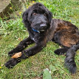 Cucumber - Black and tan male Assorted Doodle Crosses puppy in Rainier, Oregon from Seven Petals Farm