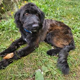 Cucumber - Black and tan male Assorted Doodle Crosses puppy in Rainier, Oregon from Seven Petals Farm