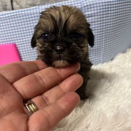 Tila - Fawn sable female Pekingese puppy in Elgin, South Carolina from Silver Bells Paw Prints