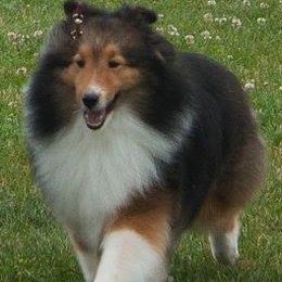 Australian Shepherds and Shetland Sheepdogs from Rod's Pups
