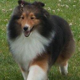 Australian Shepherds and Shetland Sheepdogs from Rod's Pups