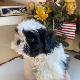 Boy 4 - Shih Tzu puppy in Troy, Michigan from "Shihtzu Best Friend"