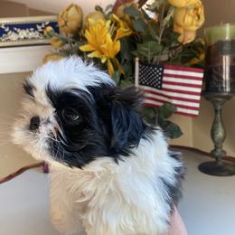Boy 4 - Shih Tzu puppy in Troy, Michigan from "Shihtzu Best Friend"