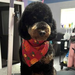 Poodle puppies from ERSA Acres Golden Retrievers...limited registration only offered