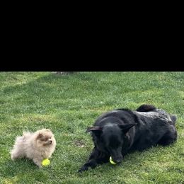 Pomeranian Puppies from Highlander Pomeranians