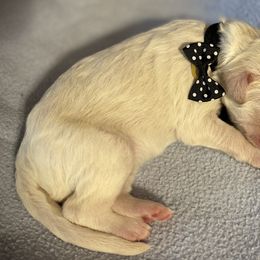 Boy 3 - Double Doodle puppy in Terry, Mississippi from Dixie Magnolia Doodles