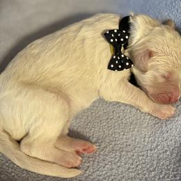 Boy 3 - Double Doodle puppy in Terry, Mississippi from Dixie Magnolia Doodles