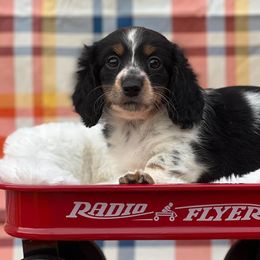 Dachshunds from Over The Moon Minis