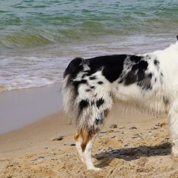 Australian Shepherds from Rudy Family
