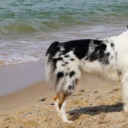 Australian Shepherds from Rudy Family