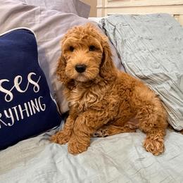 Lilo - Red  male Goldendoodle puppy in Anthem/Phoenix, Arizona from Ironwood Doodles
