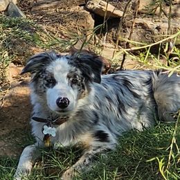 Kazi - Australian Shepherd