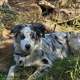 Kazi - Australian Shepherd