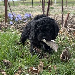 Kate - Black Cockapoo puppy in Sheridan, Missouri from Shepherdsfold’s Cockapoos