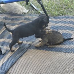 Boy 1 - Black and tan male Brussels Griffon puppy in Canyon Creek, Montana from Mad Monkey