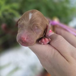 Miss Bunny - Red  female Goldendoodle puppy in Decatur, Tennessee from Diamond's Doodles