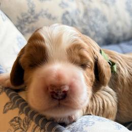 Chandler - Caramel red male Australian Labradoodle puppy in Summerfield, North Carolina from Four Oaks Labradoodles