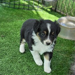 Donna - Black tri female Toy Australian Shepherd puppy in Snowflake, Arizona from Halfpint Aussies