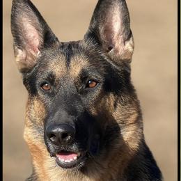 Fury - Belgian Malinois