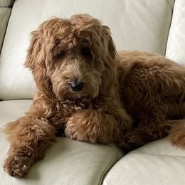 Goldendoodle Puppies from Melodies Daytona Doodles