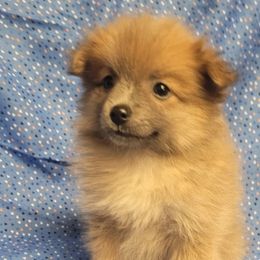 Pomeranians from Kentuckiana Pomeranian