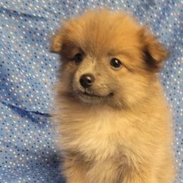 Pomeranians from Kentuckiana Pomeranian
