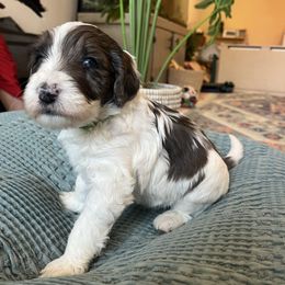 Hemlock - Bernedoodle puppy from Front Range Family Doodles