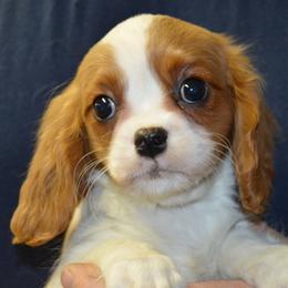 Sandra - Blenheim female Cavalier King Charles Spaniel puppy in Townville, South Carolina from Mid Lake Cavaliers