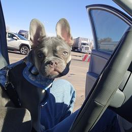 French Bulldog and Miniature Schnauzer All Grown Up from Olivia's Miniature Schnauzer's and French Bulldogs