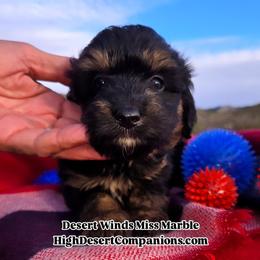 Miss Marble (Miss Cream) - Black tri-color female Aussiedoodle puppy in Dolan Springs, Arizona from High Desert Companions