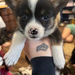 Mouse - Black and white female American Corgi puppy in Tonasket, Washington from Highland corgis