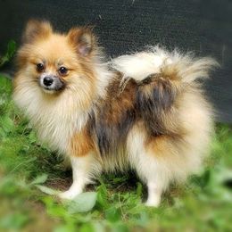 Kiwi - Pomeranian