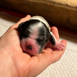 Pilgrim - Black white and tan male Cocker Spaniel puppy in Warrensburg, Missouri from Hirt House Saints
