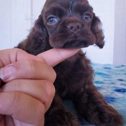 Cocker Spaniel Puppies from Top Notch Sporting Dogs